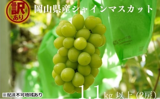 訳あり シャインマスカット 2房 合計1.1kg以上 産地直送 朝採れ ぶどう 葡萄 シャイン マスカット 岡山 Kawahara Green Farm 岡山県産 2026年 