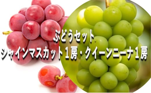 ぶどう 【2026年 早期受付】 ぶどうセット シャインマスカット 1房・ クイーンニーナ 1房（合計約1kg） ブドウ 葡萄 岡山県産 国産 フルーツ 果物 ギフト