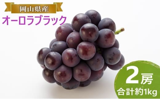 ぶどう 【2026年 早期受付】 オーロラブラック 2房 合計約1kg ブドウ 葡萄 岡山県産 国産 フルーツ 果物 ギフト