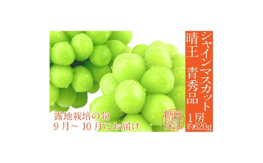 2026年 先行予約シャインマスカット 晴王 1房約620g 9月～10月出荷/ 岡山県産 種無し 皮ごと食べる みずみずしい フレッシュ 晴れの国 おかやま 果物大国 彩美菜果