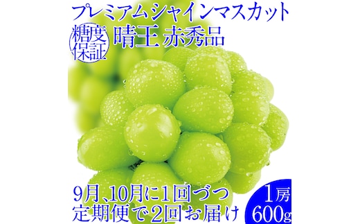 2026年予約受付中【2回定期便】 プレミアムシャインマスカット晴王1房約600g 人気 岡山県産 赤秀品 種無し 皮ごと食べる みずみずしい 9月・10月にお届け ハレノフルーツ