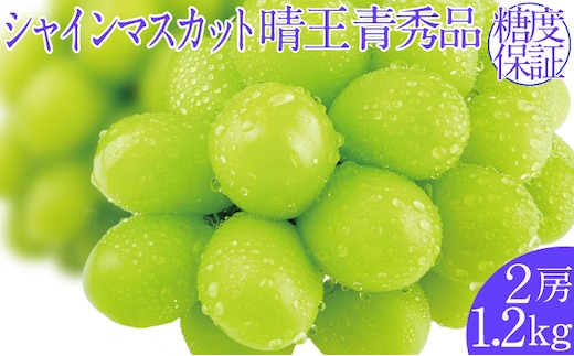 2026年予約受付中 シャインマスカット 晴王 7月～8月出荷 2房 約1.2kg 人気 岡山県産 種無し 皮ごと食べる みずみずしい フレッシュ 晴れの国 おかやま 果物大国 ハレノフルーツ