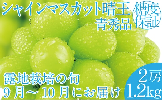 2026年 先行予約受付中 シャインマスカット晴王2房 約1.2kg 岡山県産 種無し 皮ごと食べる みずみずしい 甘い フレッシュ 瀬戸内 晴れの国 おかやま 果物大国 ハレノフルーツ