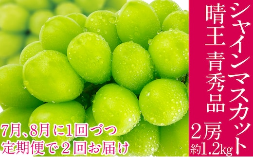 2026年予約受付中【2回定期便】 シャインマスカット 晴王 7月8月に1回づつ出荷 2房 約1.2kg 人気 岡山県産 種無し 皮ごと食べる みずみずしい フレッシュ 晴れの国 おかやま 果物大国 ハレノフルーツ