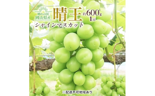 ぶどう 2026年 先行約 シャイン マスカット 晴王 1房 約600g 大粒 種無し ブドウ 葡萄 岡山県産 国産 フルーツ 果物 ギフト 橋田商店