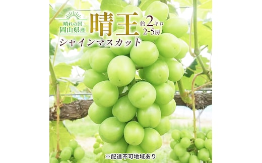 ぶどう 2026年 先行予約 シャイン マスカット 晴王 2～5房入り 合計約2kg 大粒 種無し ブドウ 葡萄 岡山県産 国産 フルーツ 果物 ギフト 橋田商店