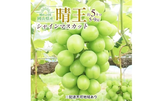 ぶどう 2026年 先行予約 シャイン マスカット 晴王 5～9房入り 合計約5kg 大粒 種無し ブドウ 葡萄 岡山県産 国産 フルーツ 果物 ギフト 橋田商店