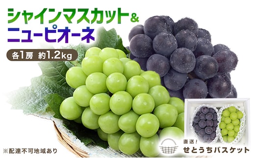 ぶどう 2026年 先行予約 シャインマスカット ＆ ニューピオーネ 各1房 約1.2kg ブドウ 葡萄 岡山県産 国産 フルーツ 果物 直送！せとうちバスケット