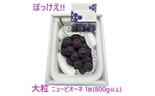 ぶどう 2026年 先行予約 ぼっけえ 大粒 ニューピオーネ 1房(800g以上) 化粧箱入り ブドウ 葡萄 岡山県産 国産 フルーツ 果物 ギフト