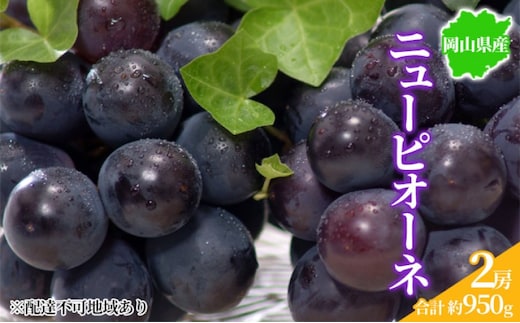 ぶどう 2026年先行予約 ニューピオーネ 2房 約950g 岡山県産 お届け 9月上旬～10月中旬