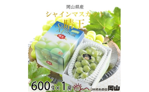 【2026年7月上旬より発送】岡山県産 シャインマスカット 晴王 600g×1房 ぶどう 葡萄 ブドウ フルーツ 果物