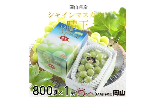 【2026年8月下旬より発送】岡山県産 シャインマスカット 晴王 800g×1房 ぶどう 葡萄 ブドウ フルーツ 果物