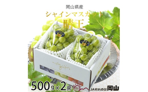 【2026年8月下旬より発送】岡山県産 シャインマスカット 晴王 500g×2房 ぶどう 葡萄 ブドウ フルーツ 果物