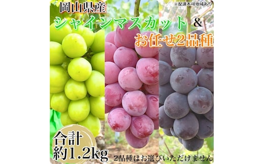 ぶどう 2026年 先行予約 農家こだわりのシャインマスカット＆お任せ2品種 3房合計約1.2kg ブドウ 葡萄 岡山県産 国産 フルーツ 果物 ギフト 【 Nini farm 農家 直送 】