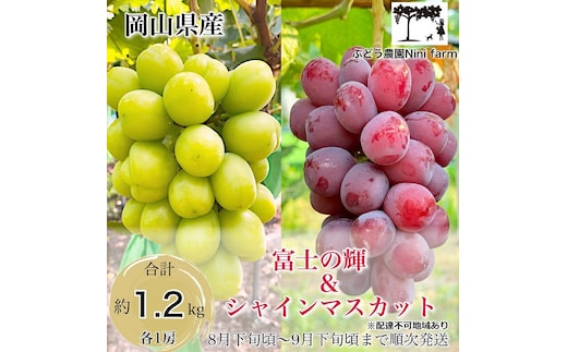 ぶどう 2026年 先行予約 話題の品種 富士の輝＆こだわりのシャインマスカット 贈答ランク 合計約1.2kg ブドウ 葡萄 岡山県産 国産 フルーツ 果物 ギフト 【 Nini farm 農家 直送 】