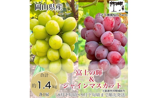 ぶどう 2026年 先行予約 話題の品種 富士の輝＆こだわりのシャインマスカット 贈答ランク 合計約1.4kg ブドウ 葡萄 岡山県産 国産 フルーツ 果物 ギフト 【 Nini farm 農家 直送 】
