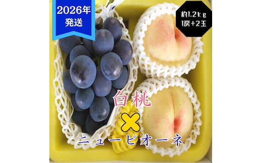 【2026年先行受付】 白桃 ニューピオーネ 約1.2kg セット 桃 2玉 ぶどう 1房 岡山県産 御中元 ギフト 御礼 プレゼント 御礼 御祝 御供 果物 くだもの フルーツ もも モモ 葡萄 ブドウ