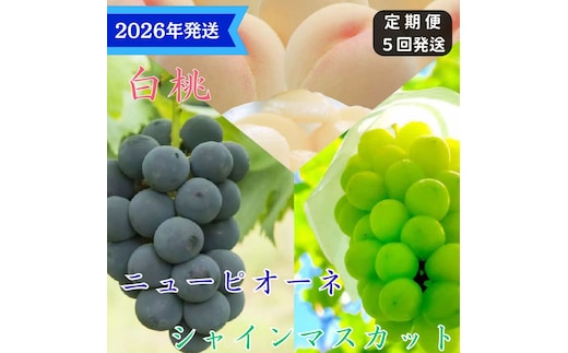 【2026年先行受付】 白桃 ニューピオーネ シャインマスカット 晴王 5回 定期便 桃 もも モモ ぶどう 葡萄 ブドウ 岡山県産 御中元 ギフト 御礼 プレゼント 御礼 御祝 御供 果物 くだもの フルーツ