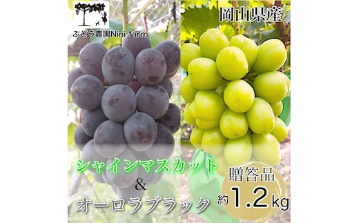 ぶどう 2026年 先行予約 農家こだわりの シャイン マスカット ＆ オーロラブラック 2房 合計約1.2kg 贈答クラス 葡萄 岡山県産 国産 フルーツ 果物 ギフト 【 Nini farm 農家 直送 】