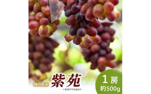 岡山県産 紫苑 1房(約500g) 果物 フルーツ ぶどう ブドウ 葡萄 国産