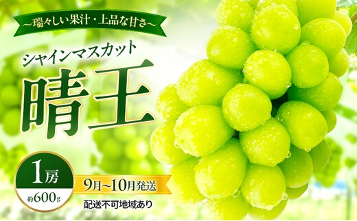 ぶどう 2026年 先行予約 シャインマスカット 晴王 1房 約600g 9月～10月発送 岡山県産 種無し 皮ごと食べる みずみずしい 甘い 瀬戸内 晴れの国 おかやま 果物大国 満天フルーツ