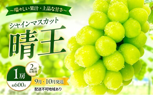 ぶどう 2026年 先行予約 定期便 シャインマスカット 晴王 1房 約600g 9月・10月 2回発送 岡山県産 種無し 皮ごと食べる みずみずしい 甘い 瀬戸内 晴れの国 おかやま 果物大国 満天フルーツ
