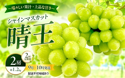 ぶどう 2026年 先行予約 定期便 シャインマスカット 晴王 2房 約1.2kg 9月・10月 2回発送 岡山県産 種無し 皮ごと食べる みずみずしい 甘い 瀬戸内 晴れの国 おかやま 果物大国 満天フルーツ