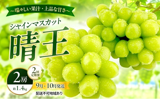 ぶどう 2026年 先行予約 定期便 シャインマスカット 晴王 2房 約1.4kg 9月・10月 2回発送 岡山県産 種無し 皮ごと食べる みずみずしい 甘い 瀬戸内 晴れの国 おかやま 果物大国 満天フルーツ