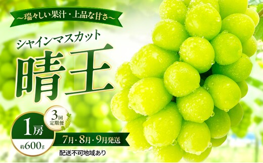 ぶどう 2026年 先行予約 定期便 シャインマスカット 晴王 1房 約600g 7月・8月・9月 3回発送 岡山県産 種無し 皮ごと食べる みずみずしい 甘い 瀬戸内 晴れの国 おかやま 果物大国 満天フルーツ