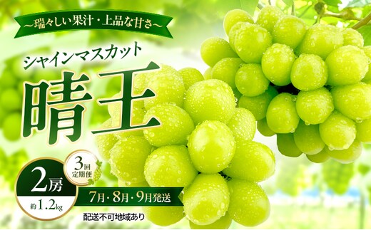 ぶどう 2026年 先行予約 定期便 シャインマスカット 晴王 2房 約1.2kg 7月・8月・9月 3回発送 岡山県産 種無し 皮ごと食べる みずみずしい 甘い 瀬戸内 晴れの国 おかやま 果物大国 満天フルーツ