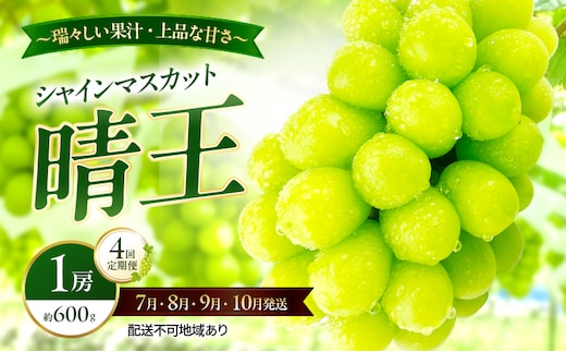 ぶどう 2026年 先行予約 定期便 シャインマスカット 晴王 1房 約600g 7月・8月・9月・10月 4回発送 岡山県産 種無し 皮ごと食べる みずみずしい 甘い 瀬戸内 晴れの国 おかやま 果物大国 満天フルーツ