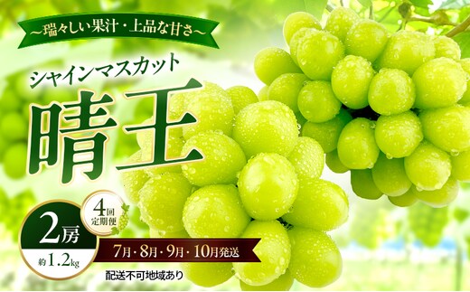 ぶどう 2026年 先行予約 定期便 シャインマスカット 晴王 2房 約1.2kg 7月・8月・9月・10月 4回発送 岡山県産 種無し 皮ごと食べる みずみずしい 甘い 瀬戸内 晴れの国 おかやま 果物大国 満天フルーツ