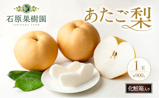 梨 2026年 先行予約 あたご梨 1玉 (約900g) 化粧箱 【11月下旬～12月中旬頃発送】 ナシ なし 岡山県産 国産 フルーツ 果物 ギフト 石原果樹園