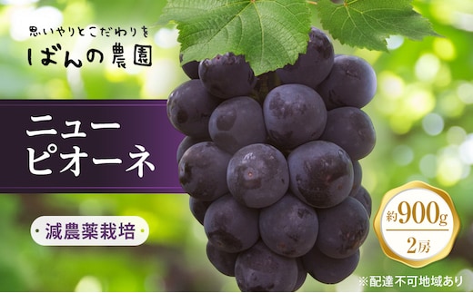 ぶどう 2026年 先行予約 ニュー ピオーネ 2房 約900g 減農薬栽培 ブドウ 葡萄 岡山県産 国産 フルーツ 果物 ギフト ばんの農園 ニューピオーネ 種なし