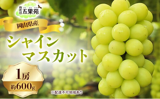 ぶどう 2026年 先行予約 シャイン マスカット 1房 約600g 岡山県産 四代目 五果苑 果物類 フルーツ 果物 糖度20度 種なし 皮ごと食べられる 甘み ご進物