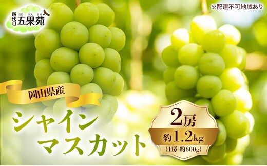 ぶどう 2026年 先行予約 シャイン マスカット 2房 合計1.2kg（1房 約600g）岡山県産 四代目 五果苑 果物類 フルーツ 甘い 種なし 皮ごと 詰め合わせ