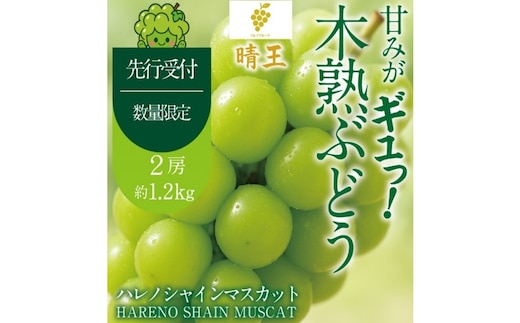先行予約 晴王 木熟ぶどう ハレノシャイン シャインマスカット晴王 2房 約1.2kg 9月～11月発送 種無し 皮ごと食べる みずみずしい 甘い フレッシュ 糖度保証 厳選品質 冷蔵 瀬戸内 果物大国 ハレノフルーツ