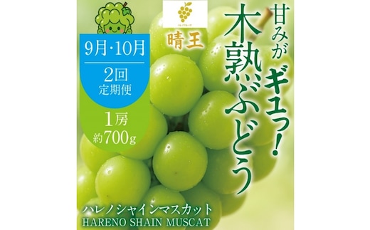 先行予約 2回 定期便 晴王 木熟ぶどう ハレノシャイン シャインマスカット晴王 1房 約700g 9月・10月発送 種無し 皮ごと食べる みずみずしい 甘い フレッシュ 糖度保証 厳選品質 冷蔵 ハレノフルーツ