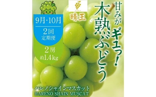 先行予約 2回 定期便 晴王 木熟ぶどう ハレノシャイン シャインマスカット晴王 2房 約1.4kg 9月・10月発送 種無し 皮ごと食べる みずみずしい 甘い フレッシュ 糖度保証 厳選品質 冷蔵 ハレノフルーツ