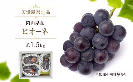 【天満屋選定品】岡山県産 ピオーネ 約1.5kg （2026年発送）