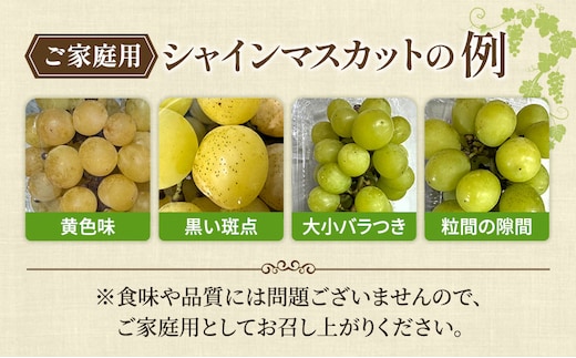 ぶどう 2026年 先行予約 【平均糖度20度】ご家庭用 農家こだわりの