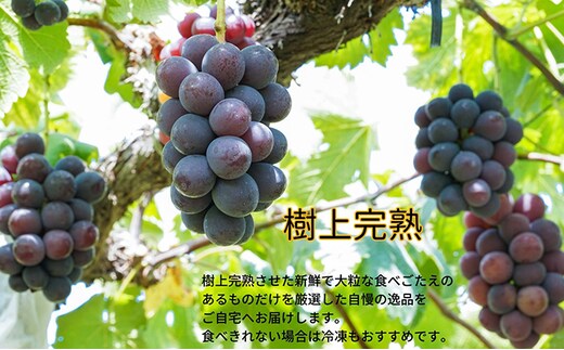 厳選 ニューピオーネ 2房 合計1.0kg以上 産地直送 朝採れ ぶどう 葡萄