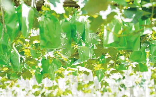 厳選 ニューピオーネ 2房 合計1.0kg以上 産地直送 朝採れ ぶどう 葡萄