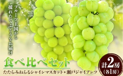 【先行予約】食べ比べセット たたらみねらる シャインマスカット 瀬戸ジャイアンツ 各1房 計1.3kg以上《2026年8月下旬-10月下旬頃出荷予定》岡山県 笠岡市 マスカット ぶどう ブドウ 葡萄 フルーツ 果物 たたらみねらる 食べ比べ セット---2-23a---