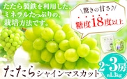 【先行予約】マスカット シャインマスカット 約1.3kg (2～3房) たたらみねらるシャインマスカット ギフト 糖度18度以上 フルーツ 種無し ぶどう 葡 Y&G．ディストリビューター 岡山県 笠岡市《2026年8月下旬-10月下旬頃出荷予定》---2-21a_2026---