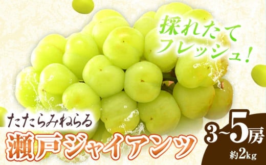 【先行予約】たたらみねらる 瀬戸ジャイアンツ 約2kg （3～5房） Y＆G.ディストリビューター株式会社《2026年8月下旬-10月下旬頃出荷予定》岡山県 笠岡市 マスカット ぶどう ブドウ 葡萄 フルーツ 果物---4-10b---
