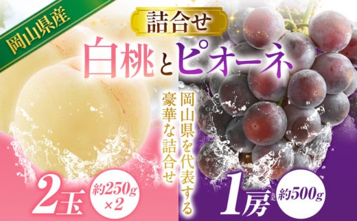 【2026年発送先行予約】岡山産白桃とピオーネの詰合せ 《2026年7月中旬-8月上旬頃出荷》---A-109c---