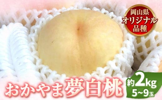 【先行予約】 もも 白桃 岡山 おかやま夢白桃 約2kg 5~9玉 小寺農園《7月中旬-8月上旬頃出荷》岡山県産 岡山の桃 ブランド桃 甘い なめらか 旬 果物 フルーツ 先行予約---B-19a---
