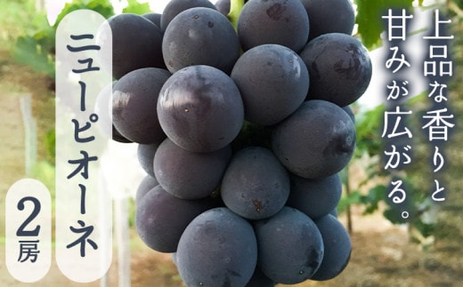 【先行予約】ニューピオーネ２房入り《2026年8月末-9月中旬頃出荷》岡山県 笠岡市 石丸葡萄農園 大粒 種無し 果肉 朝採れ 旬 ぶどう 葡萄 フルーツ 果物 岡山 ---B-32---