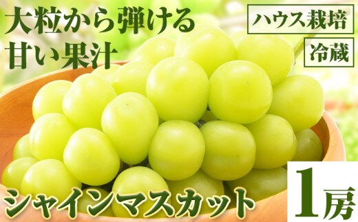 【先行予約】シャインマスカット 1房（ハウス栽培）《2026年8月上旬-8月中旬頃出荷》岡山県 笠岡市 石丸葡萄農園 果肉 旬 マスカット ぶどう 葡萄 フルーツ 果物 岡山 ---I-01---